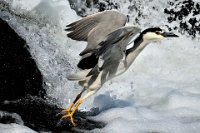 199 - BLACK CROWNED NIGHT HERON TAKE OFF - MARCHI FRANCO - italy <div